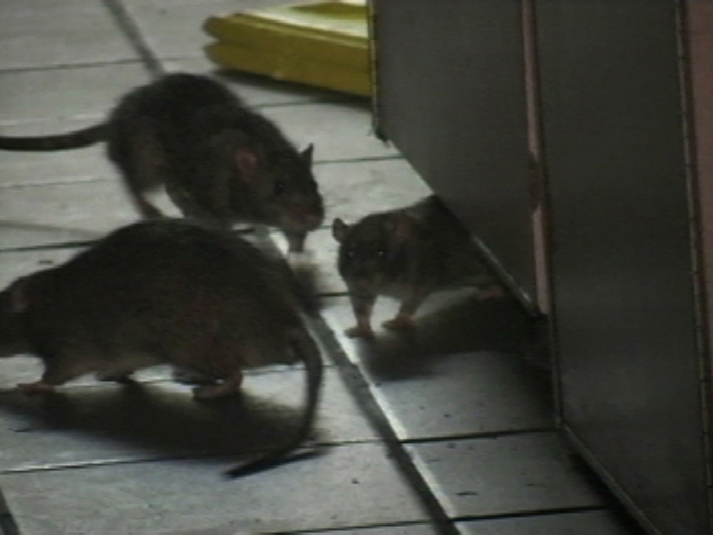 Les rats se reproduisent à une vitesse phénoménale.
