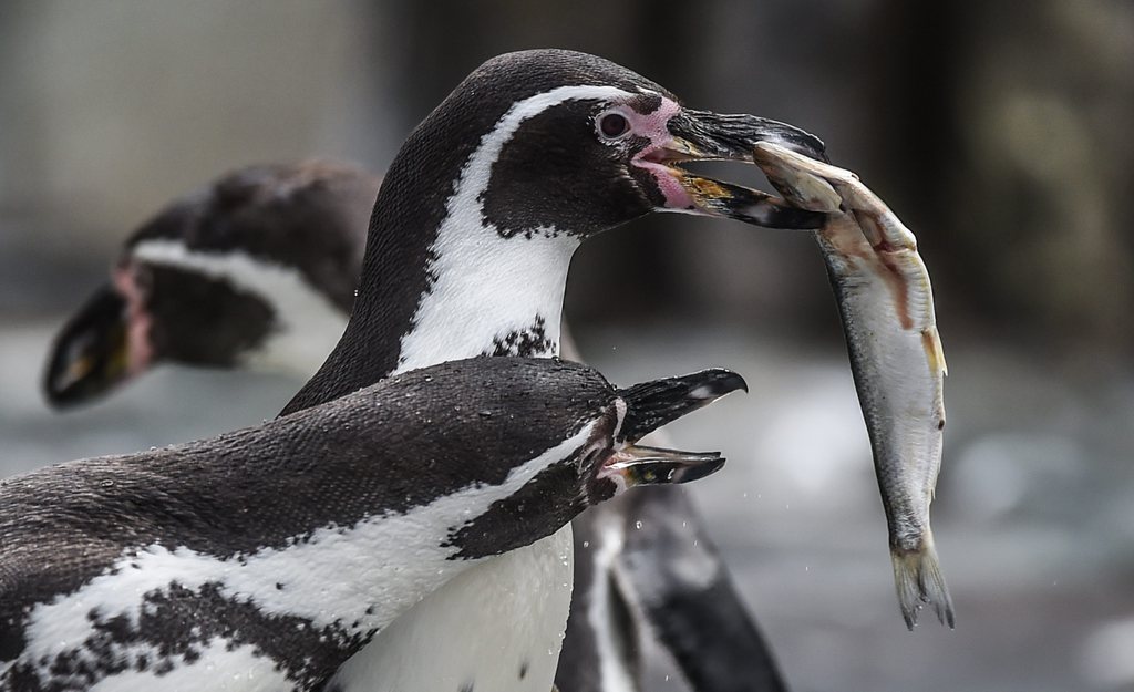 La Réserve nationale des pingouins de Humboldt a été créée en 1990, sur trois îles situées entre les régions d'Atacama et Coquimbo.