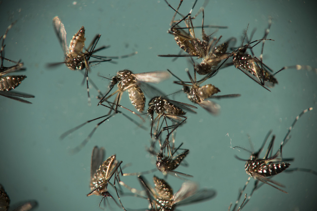 L'Aedes aegypti prolifère dans les villes autour des eaux stagnantes.
