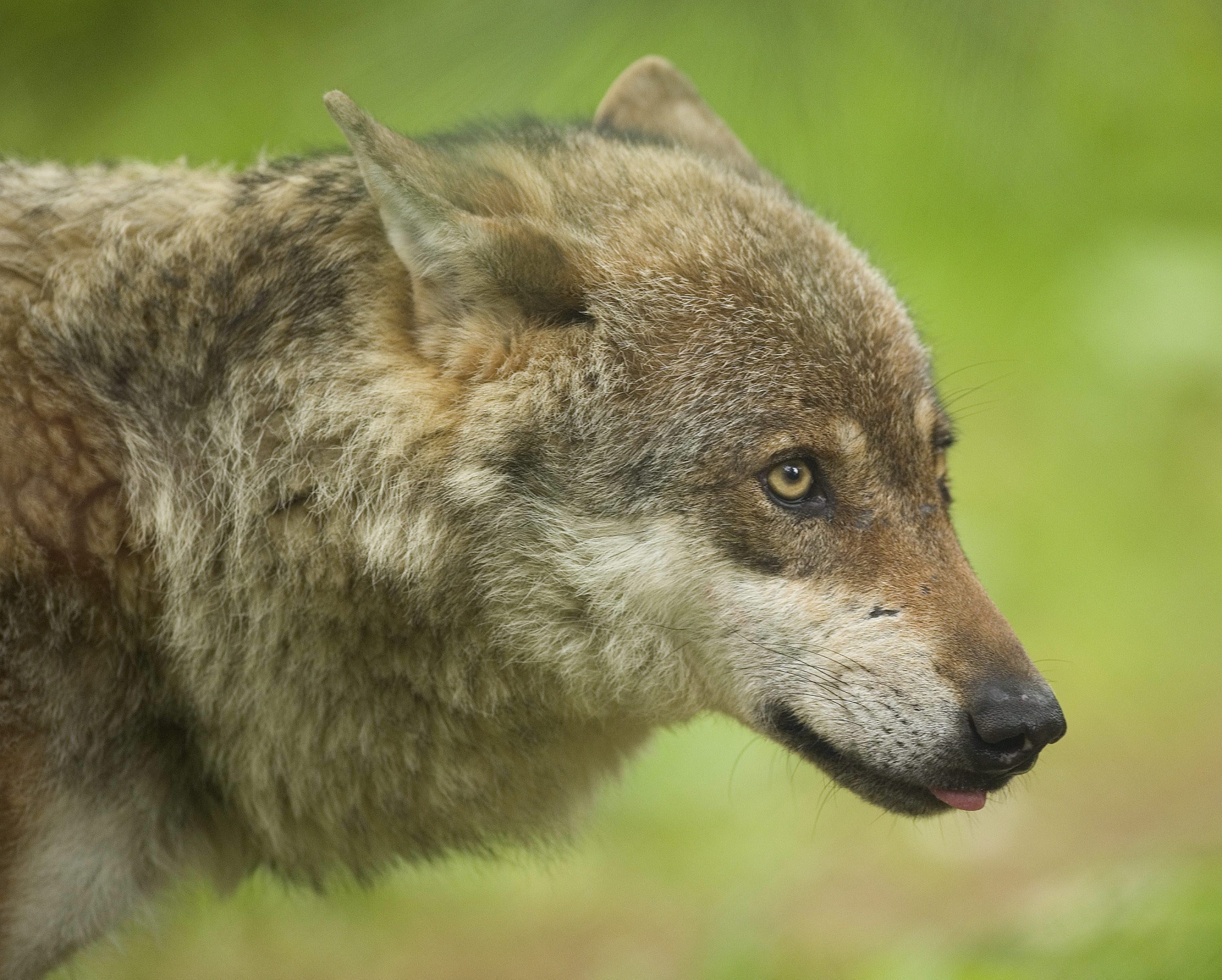 La France a autorisé l'abattage de 40 loups entre le 1er juillet 2017 au 30 juin 2018.