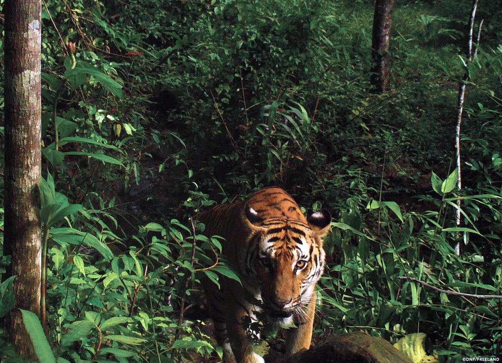 Le nombre de tigres sauvages a dramatiquement diminué au cours du siècle dernier, plongeant de 100'000 unités à environ 4000 aujourd'hui, répartis sur une douzaine de pays.
