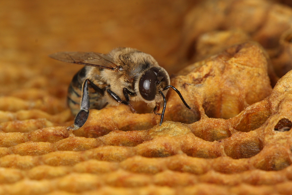 Les analyses ont montré que 75% des miels contenaient au moins un des cinq néonicotinoïdes les plus utilisés. (illustration)
