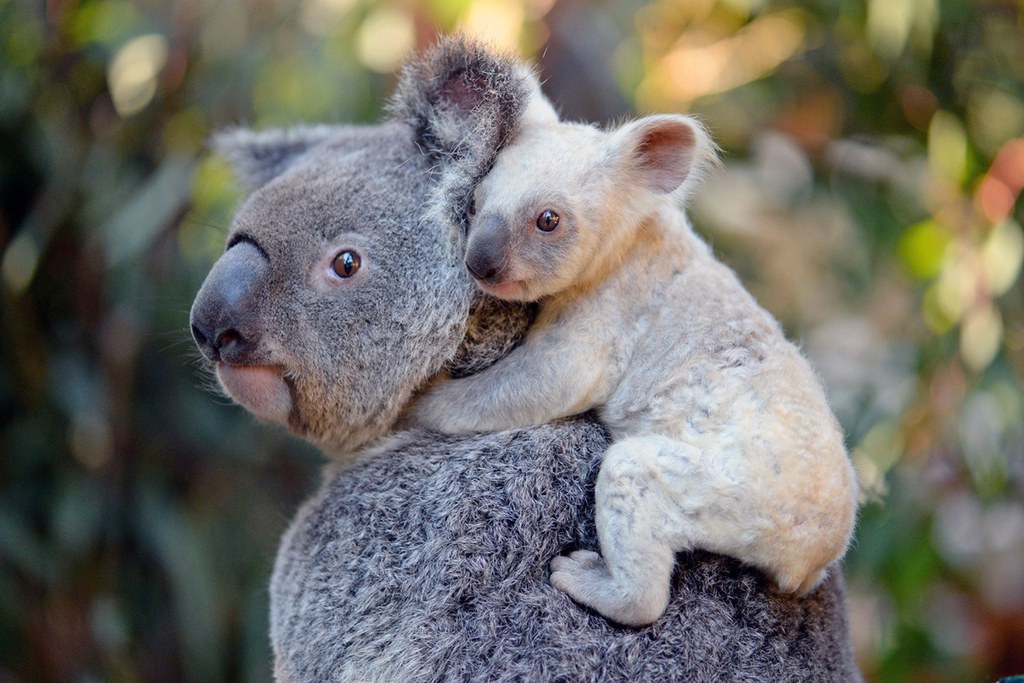 Le président de l'association Koala Rescue Queensland espère "que ces moins que rien seront arrêtés et punis". 