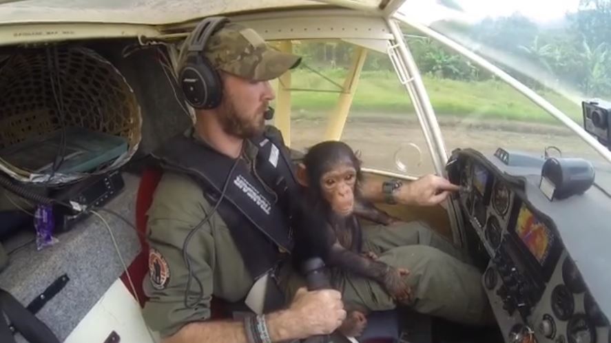 Le petit primate s'est rapidement senti à l'aise avec le pilote.