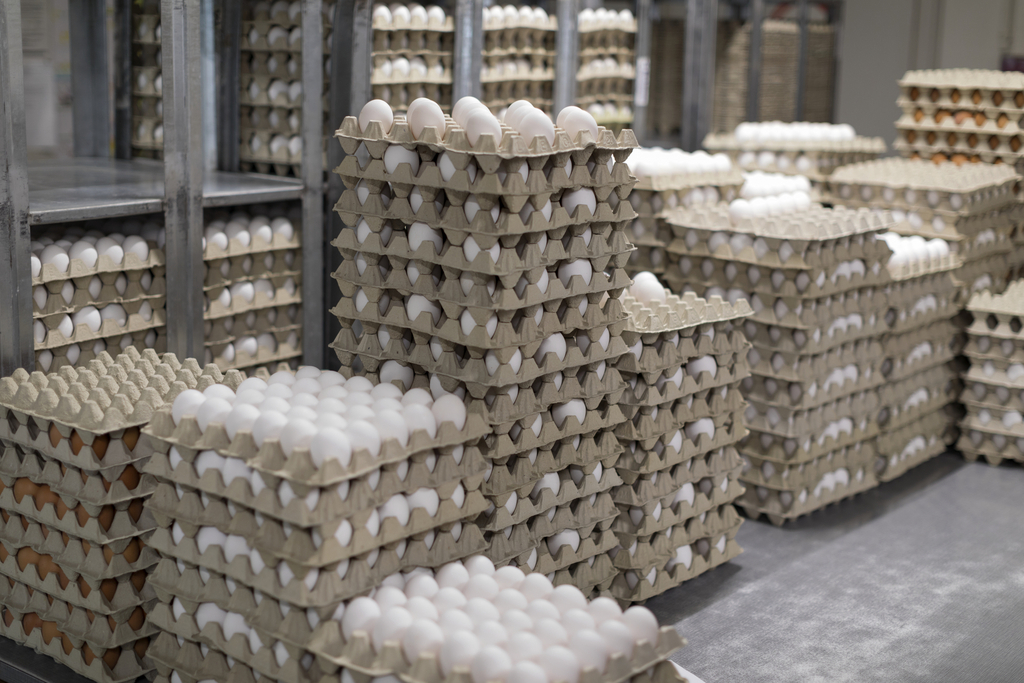 Les agriculteurs suisses ont augmenté leur production d'oeufs de 1,8% l'an dernier, laquelle a dépassé les 923 millions de pièces.