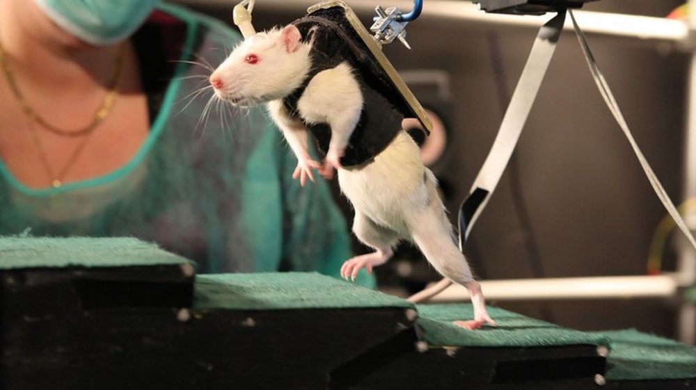 Une physiothérapie soutenue par un harnais intelligent permet aux rats de retrouver, au bout de quelques semaines, un contrôle volontaire et étendu de leurs pattes postérieures.