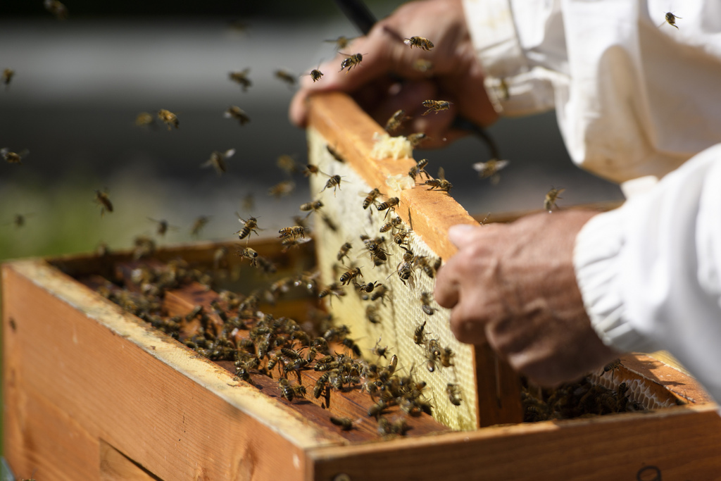 Au moins 20'000 colonies sont mortes en Bretagne cet hiver, selon les apiculteurs bretons.