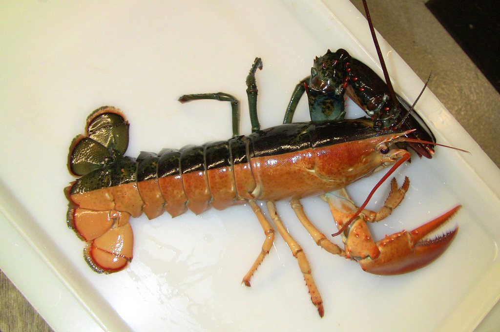 La carapace noire et orange de cette femelle homard de 450 grammes lui a évité de passer à la casserole le jour de Halloween aux Etats-Unis. Il est exposé au New England Aquarium, de Boston.