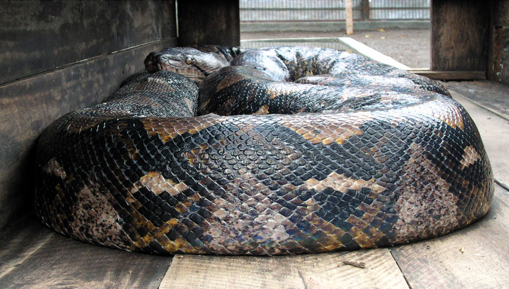 Le python géant, une espèce qui vit dans les forêts tropicales, se rencontre fréquemment en Indonésie et aux Philippines. Il s'attaque à de petits animaux mais rarement à des êtres humains. (illustration)