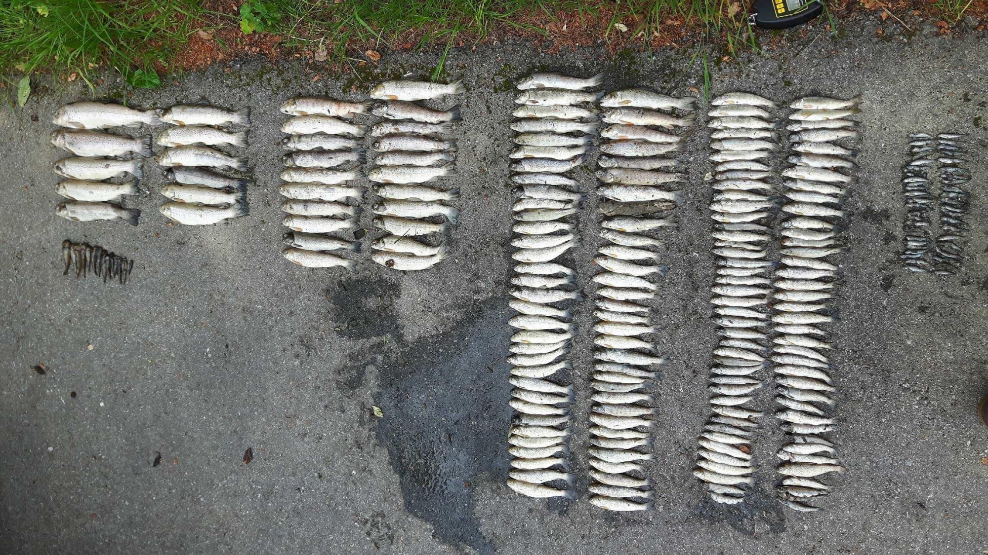 Quelque 12 kilos de poissons morts ont été sortis de l'eau.