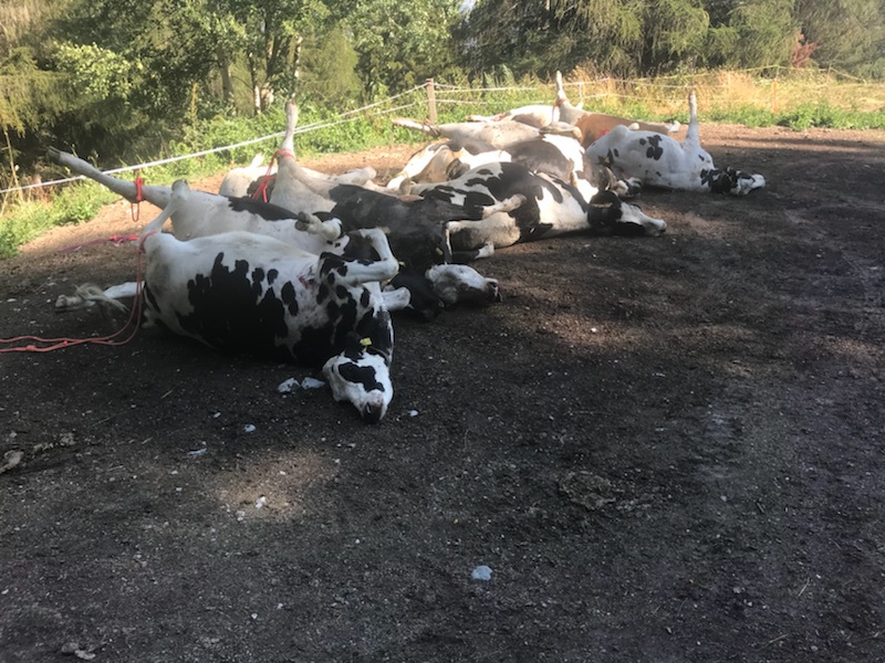 Les cadavres des 12 bêtes mortes à Boveresse.
