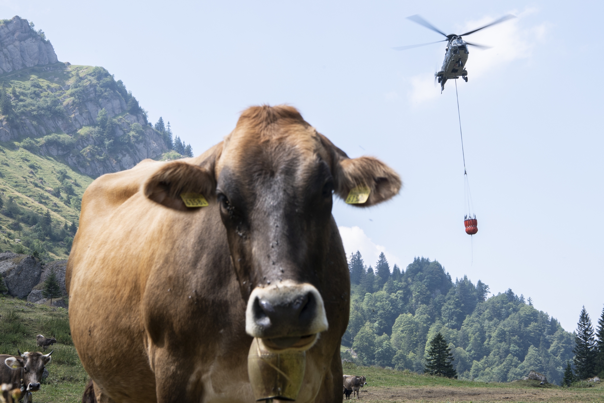 En Valais, l’hélicoptère n’est pas encore nécessaire pour aller abreuver le bétail, contrairement à ce qui se passe dans l’est du pays.