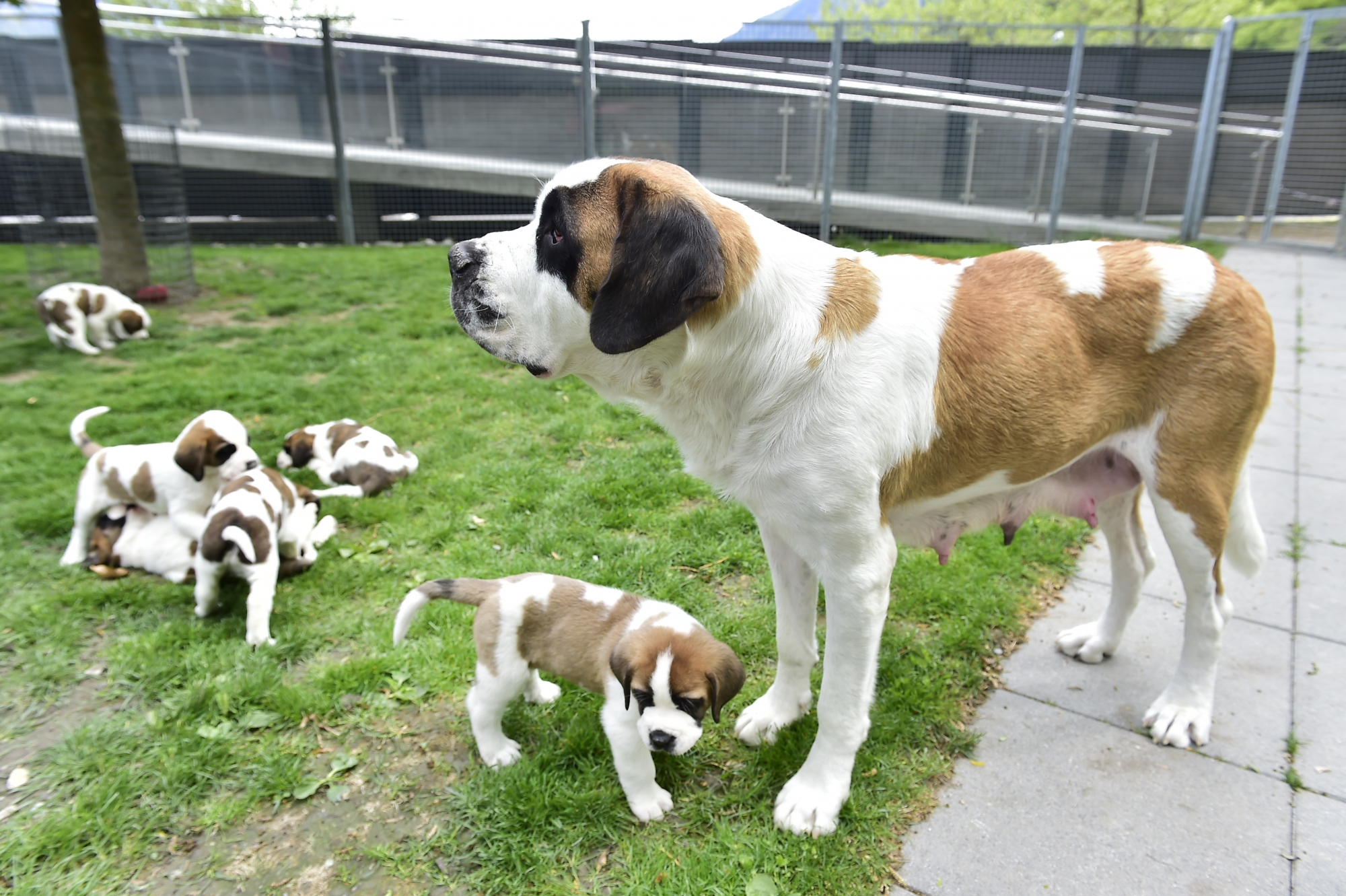 La fondation veut attribuer symboliquement chaque chien de l'élevage à une personnalité suisse.