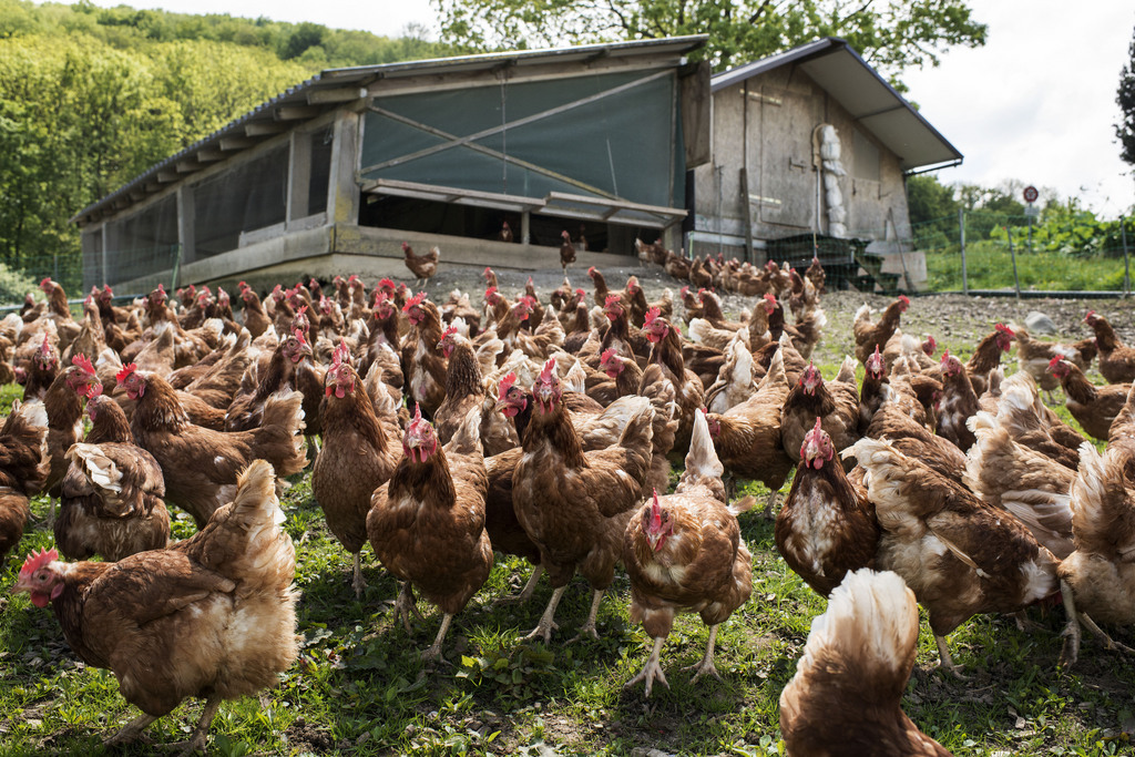 Sur les 2.8 millions de poules pondeuses que compte la Suisse, la majorité vit dans la partie alémanique du pays.