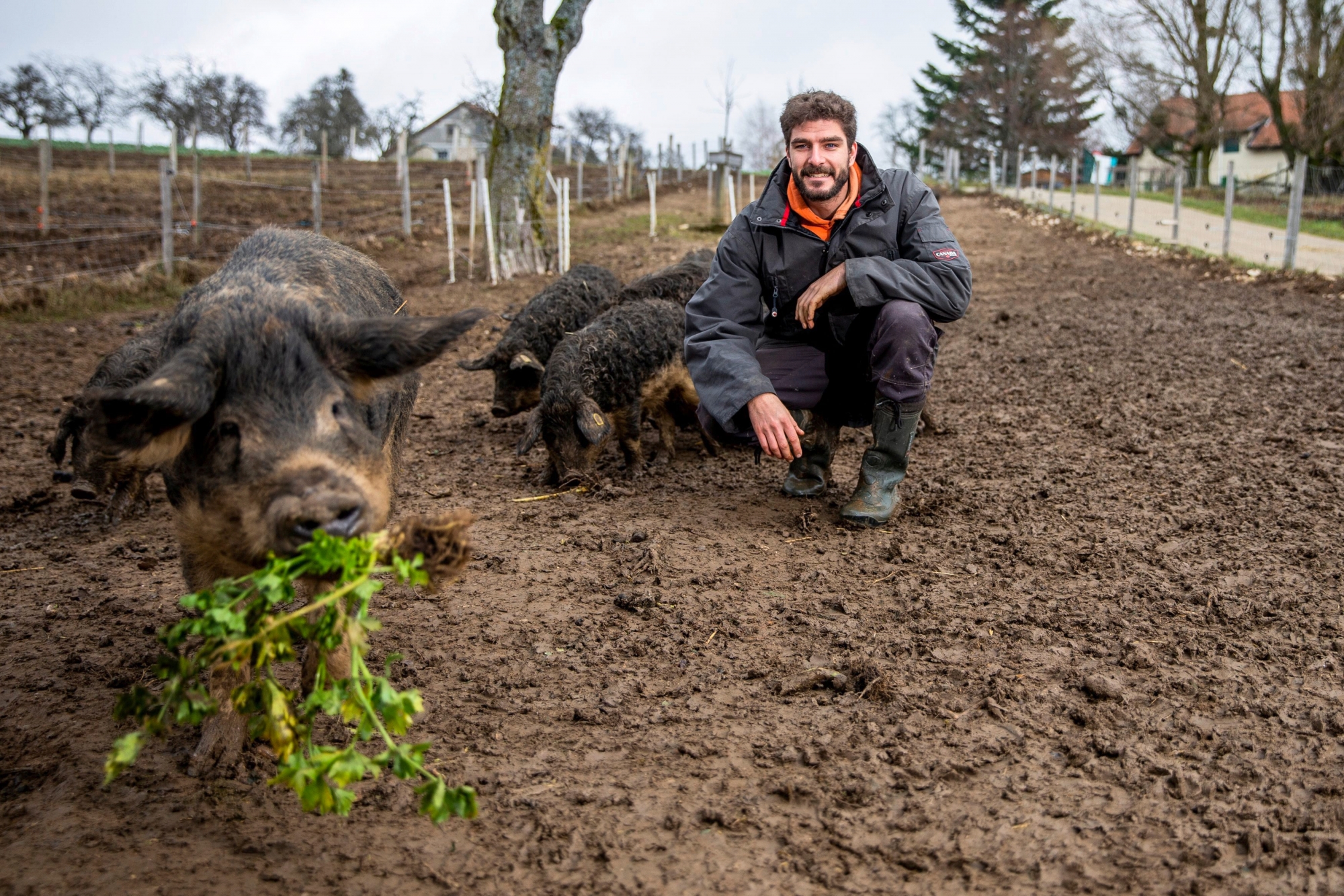 Longirod, mardi 27 novembre 2018
Portrait de Victor Bovy, paysan bio à la ferme Pré Martin avec les cochons laineux à Longirod

© Sigfredo Haro Portrait Victor Bovy, Longirod