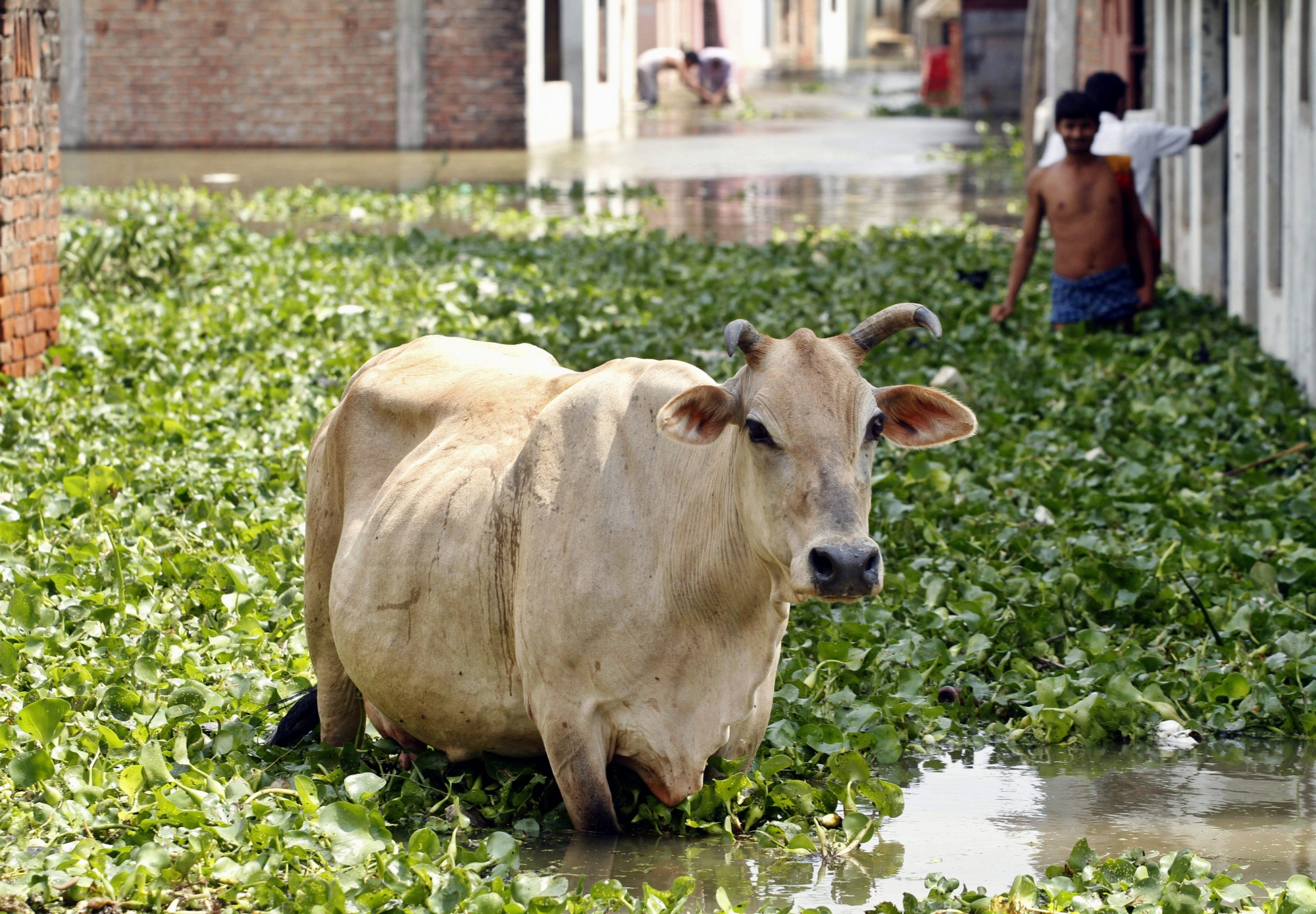 A cow wades through a flooded street filled with water hyacinth after monsoon rains in Allahabad, India, Thursday, Aug. 1, 2013. India's monsoon season, which runs from June through September, brings rains that are vital to agriculture but also cause floods and landslides. (AP Photo/Rajesh Kumar Singh) India Monsoon Flooding