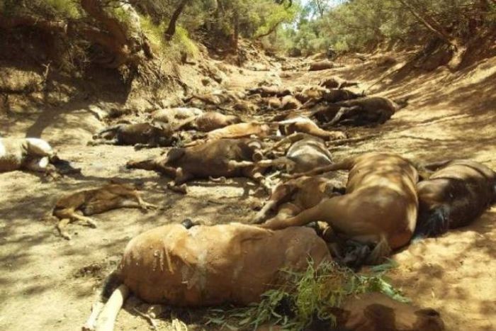 Une quarantaine de chevaux ont péri en raison d'une sécheresse extrême.