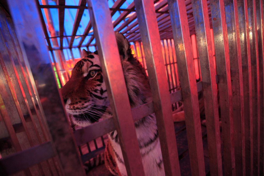 En autorisant la vente de peaux et de parties de tigres élevés en captivité, la Chine bafoue une résolution des Nations unies qu'elle a pourtant signée.
