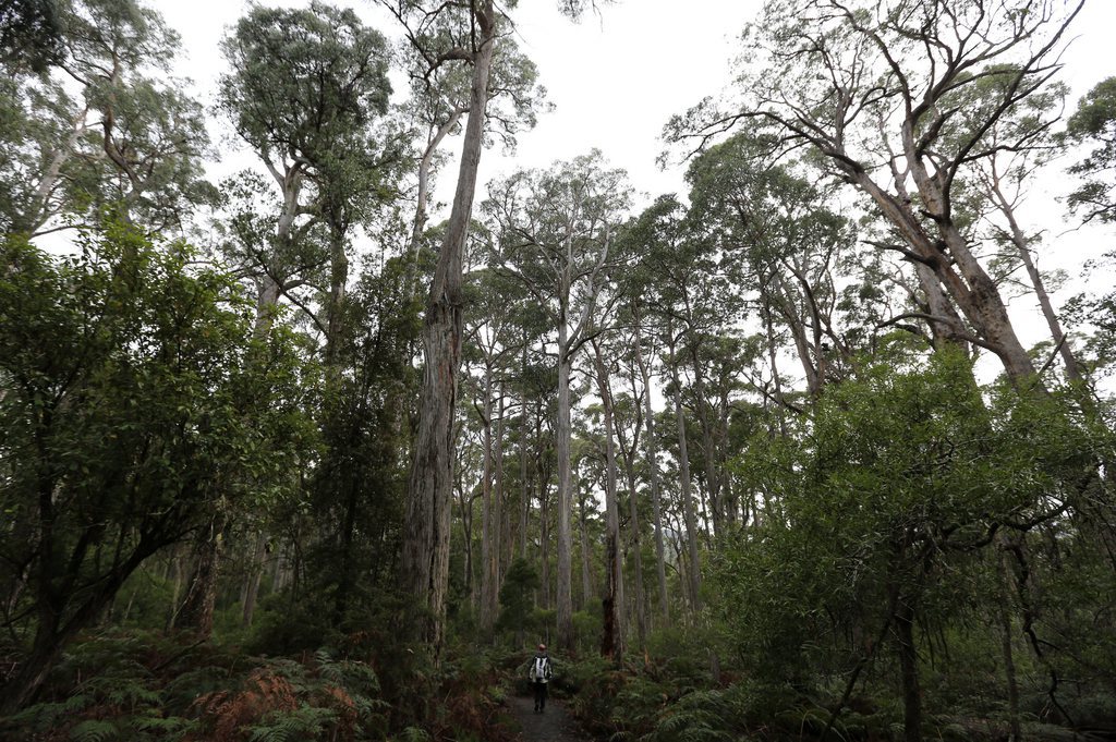Le gouvernement australien s'est fixé comme objectif de planter un milliard d'arbres d'ici 2050. (Archives)