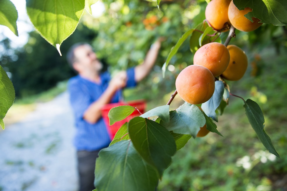 Comme tous les autres fruits et légumes, l'abricot valaisan a retrouvé des couleurs en 2018. Après un exercice 2017 marqué par un épisode de gel historique.