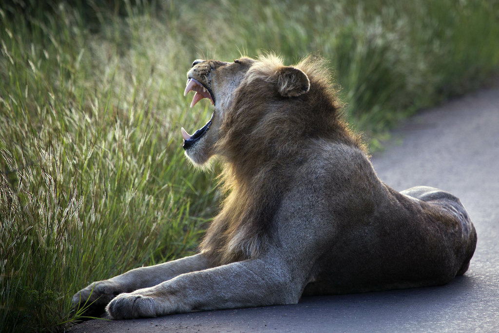 Un groupe de lions a dévoré la dépouille du braconnier présumé.