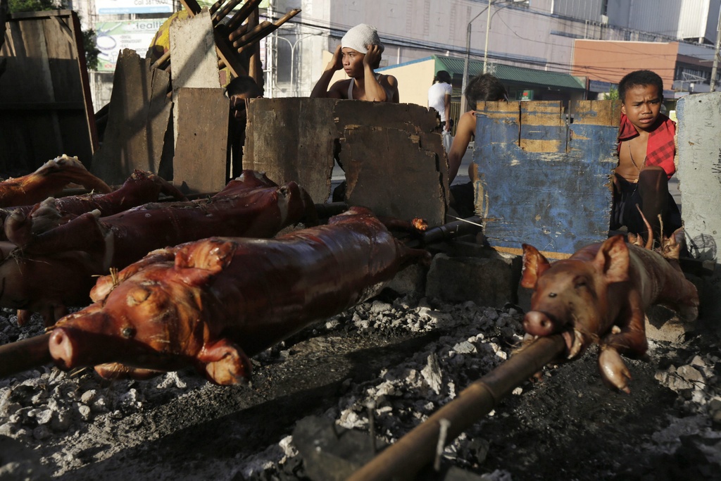 Le cochon à la broche est une tradition des étudiants vétérinaires zurichois.