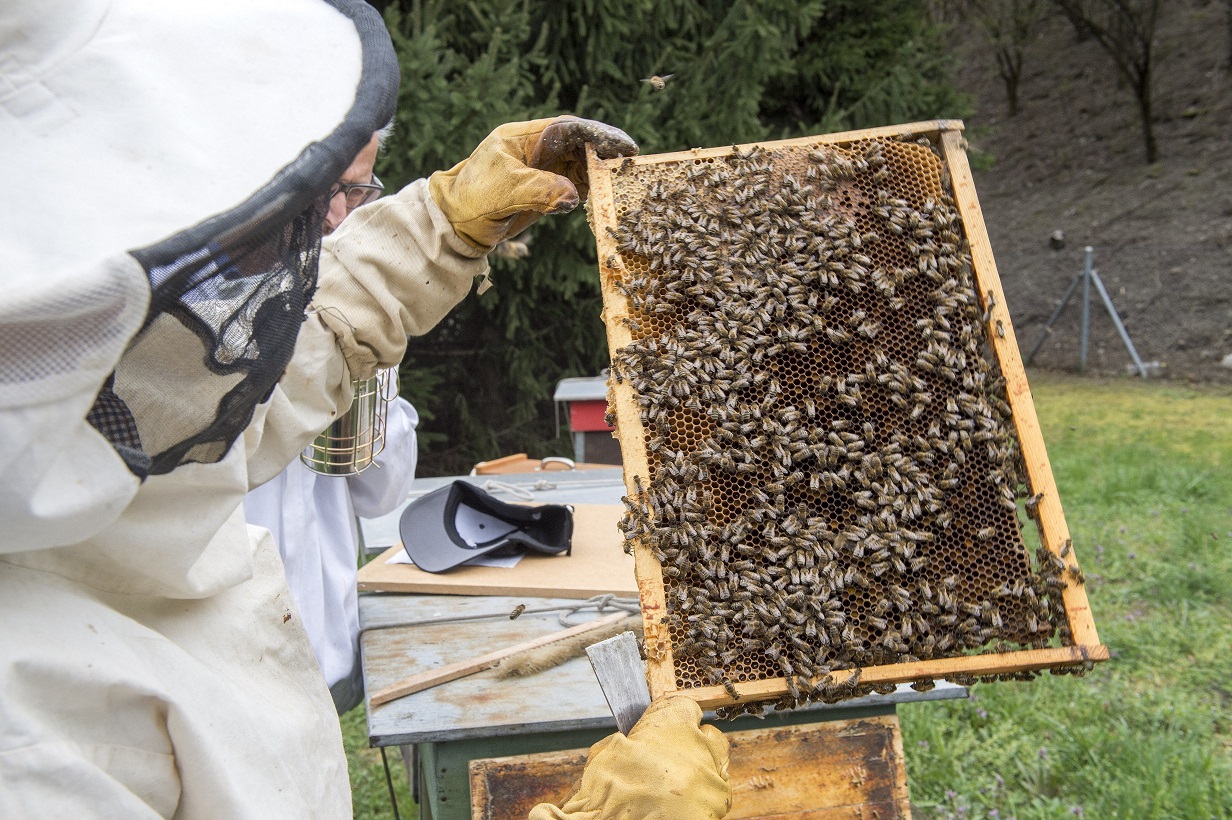 Le grand public est invité à se familiariser avec le monde apicole samedi prochain à Châteauneuf.
