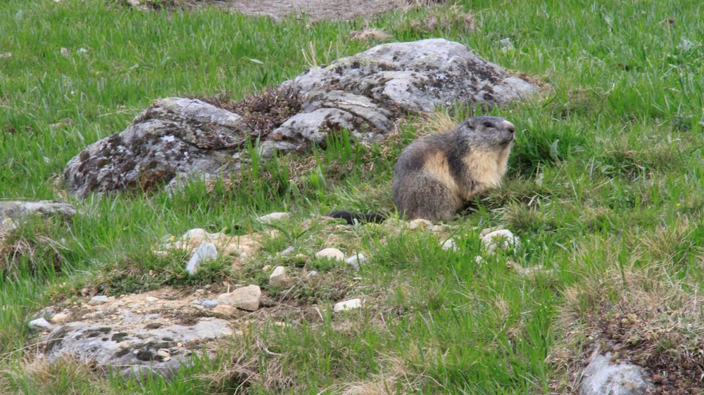Siviez Des Marmottes A Observer Pendant La Fete De La