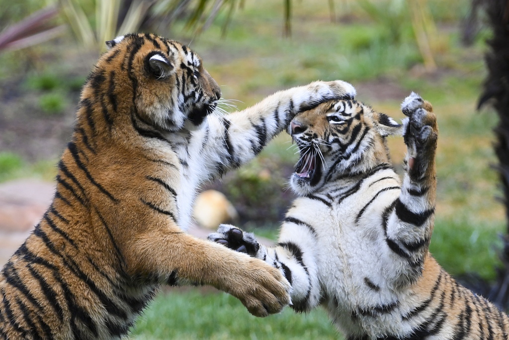 114 tigres du Bengale ont été recensés dans la région des Sundarbans, au Bangladesh (Illustration)