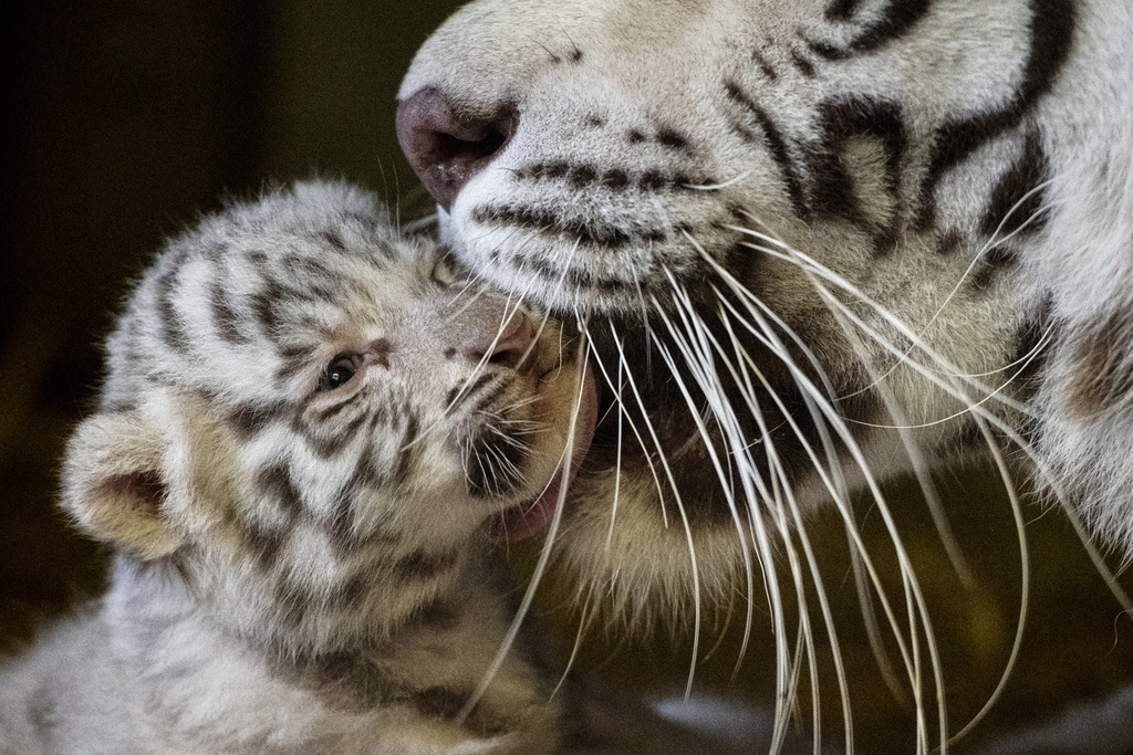 Une enquête judiciaire a été ouverte en Tunisie contre un Libyen qui tentait de faire passer illégalement des bébés tigres blancs dans son pays (image d'illustration). 