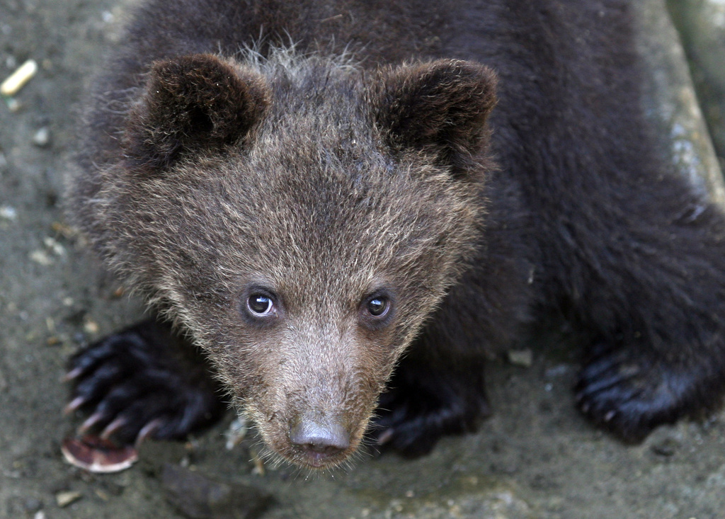 Il y a une semaine, l'ourson, qui errait sans sa mère à proximité d'un village, avait été recueilli par des agents de l'Office national de la faune et de la chasse. (illustration)