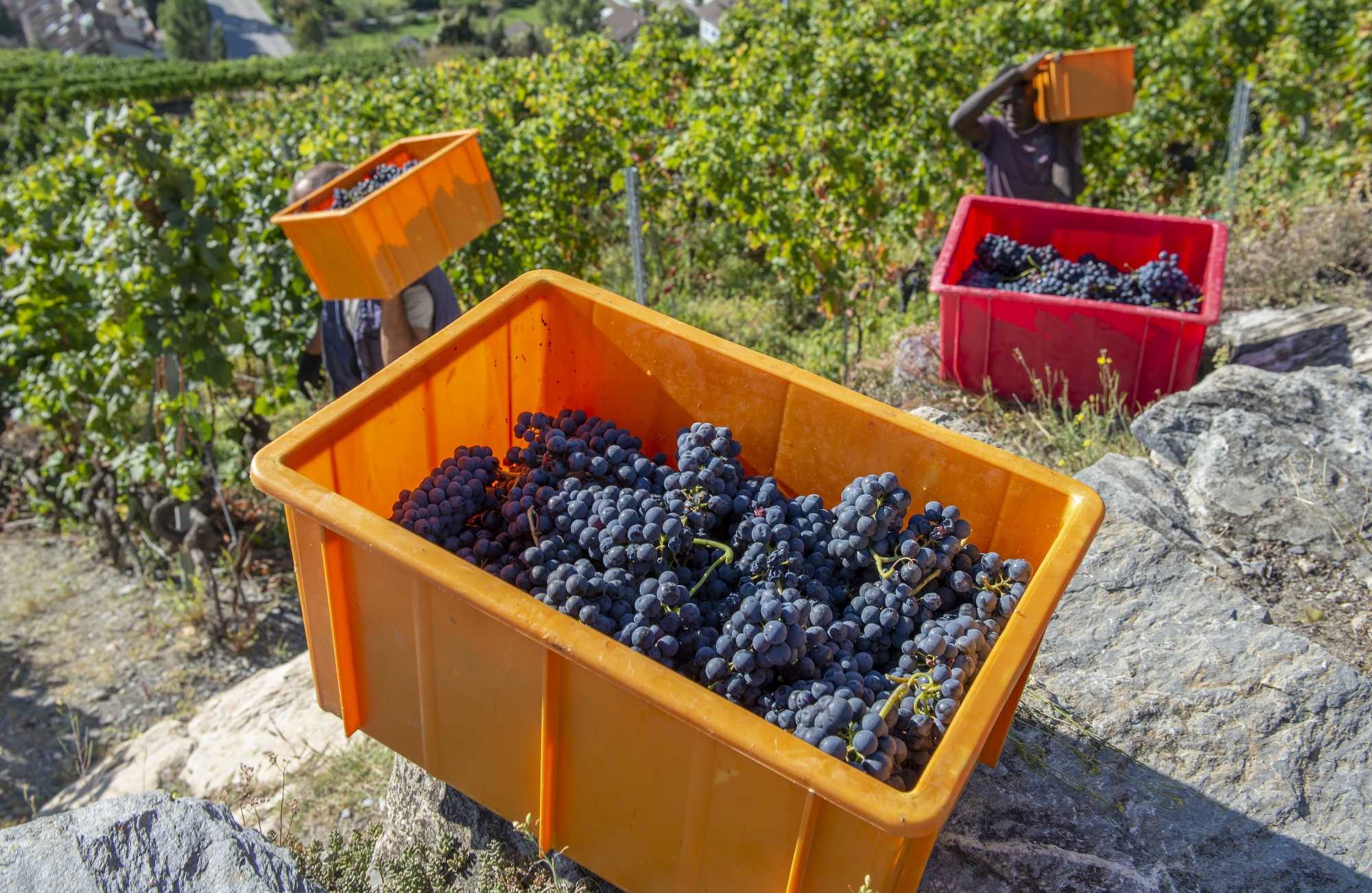 En 2019, les vignerons pourront commercialiser moins de raisin AOC que ces dernières années.