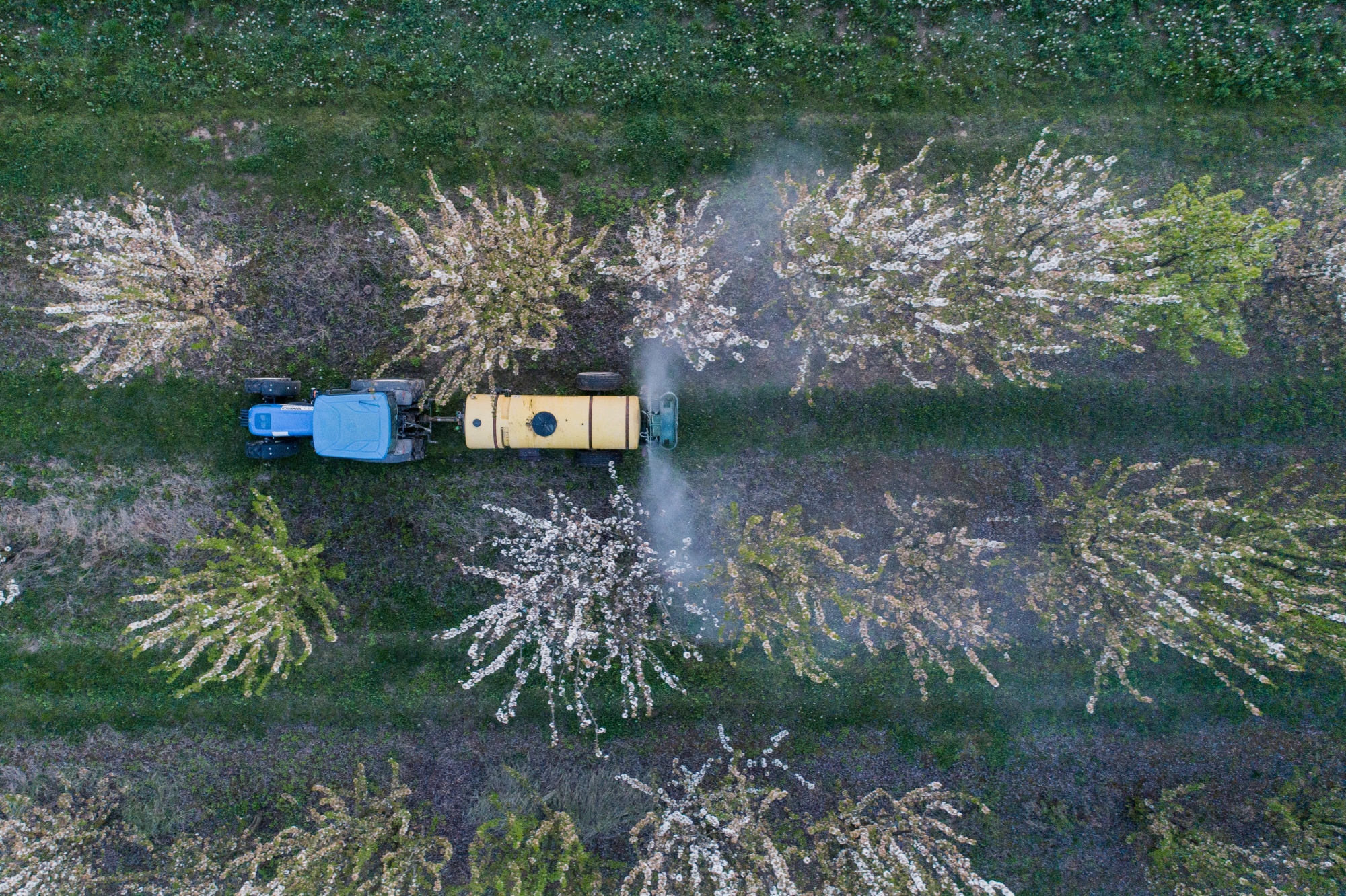 epa07511268 Agricultural workers drive through an orchard as they spray chemical pesticide on sour cherry plant at the Mokos Winery in Palkonya, Hungary, 16 April 2019.  EPA/Tamas Soki HUNGARY OUTHUNGARY OUT HUNGARY AGRICULTURE