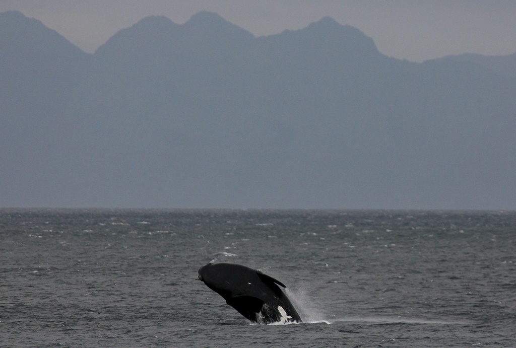 La baleine noire (ou baleine franche) est une espèce protégée dont la population est estimée à 412 dans le monde. 