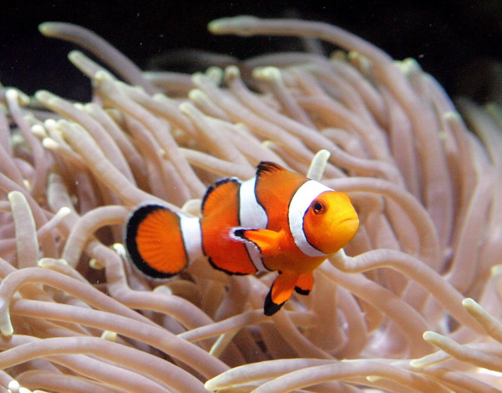 Le poisson-clown vit près des récifs coralliens, où la lumière artificielle ne cesse de se renforcer.