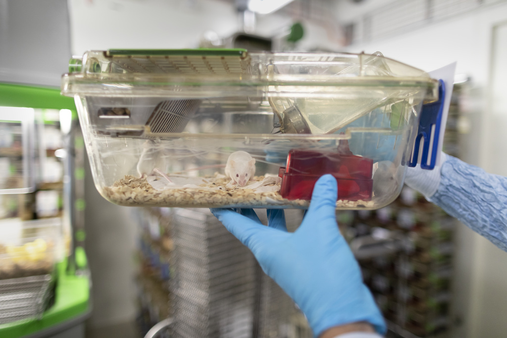 Les chercheurs ont combiné deux technologies de pointe pour tenter d'éradiquer le virus chez des souris de laboratoire.