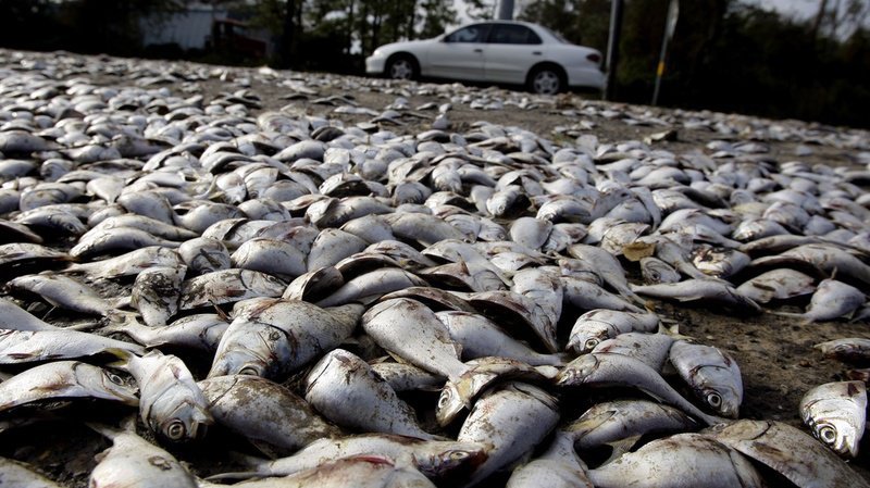 Sur deux kilomètres, des centaines de poissons morts ont été découverts à Appenzell Steinegg. (Illustration)
