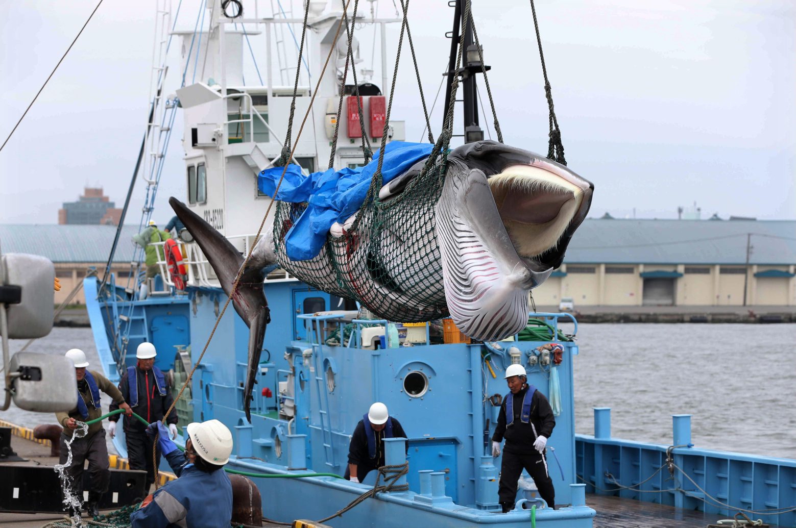 epa07686991 A minke whale is lifted off a boat after it was caught on the first day after the resumption of commercial whaling, in Kushiro, Hokkaido, Japan, 01 July 2019. Japan withdrew from the International Whaling Commission (IWC) on 30 June 2019 and began commercial whale hunt for the first time in 31 years.  EPA/JIJI PRESS / POOL JAPAN OUT EDITORIAL USE ONLY/  NO ARCHIVES  NO ARCHIVES  NO ARCHIVES  NO ARCHIVES JAPAN NATURAL RESOURCES WHALING