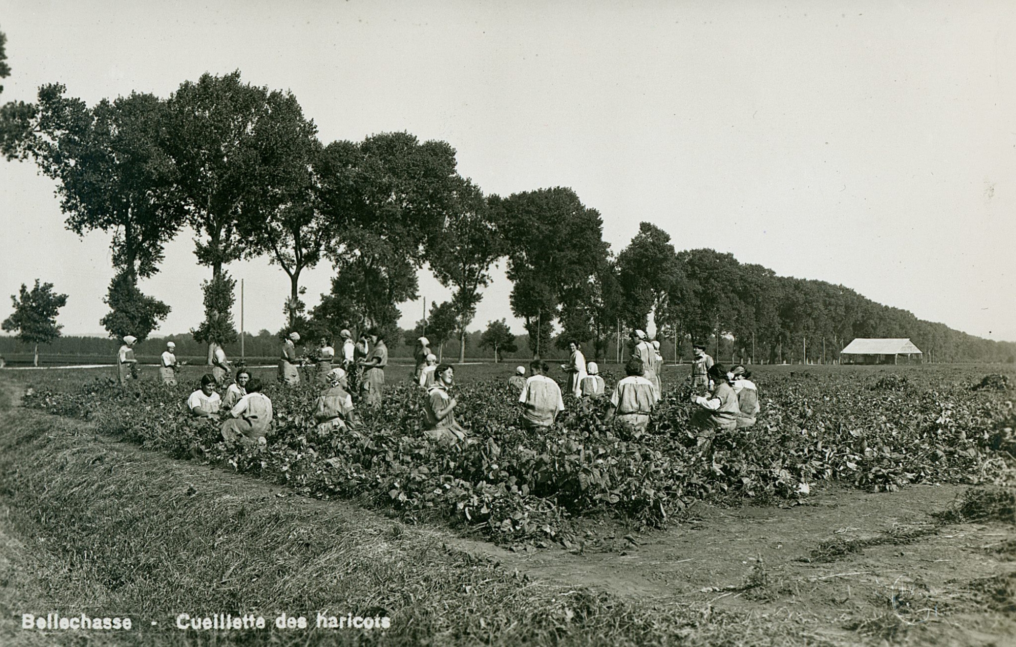 La cueillette des haricots par les détenues de Bellechasse, dans les années 1930.
© BCU Fribourg. Fonds Victor Buchs Cueillette des haricots