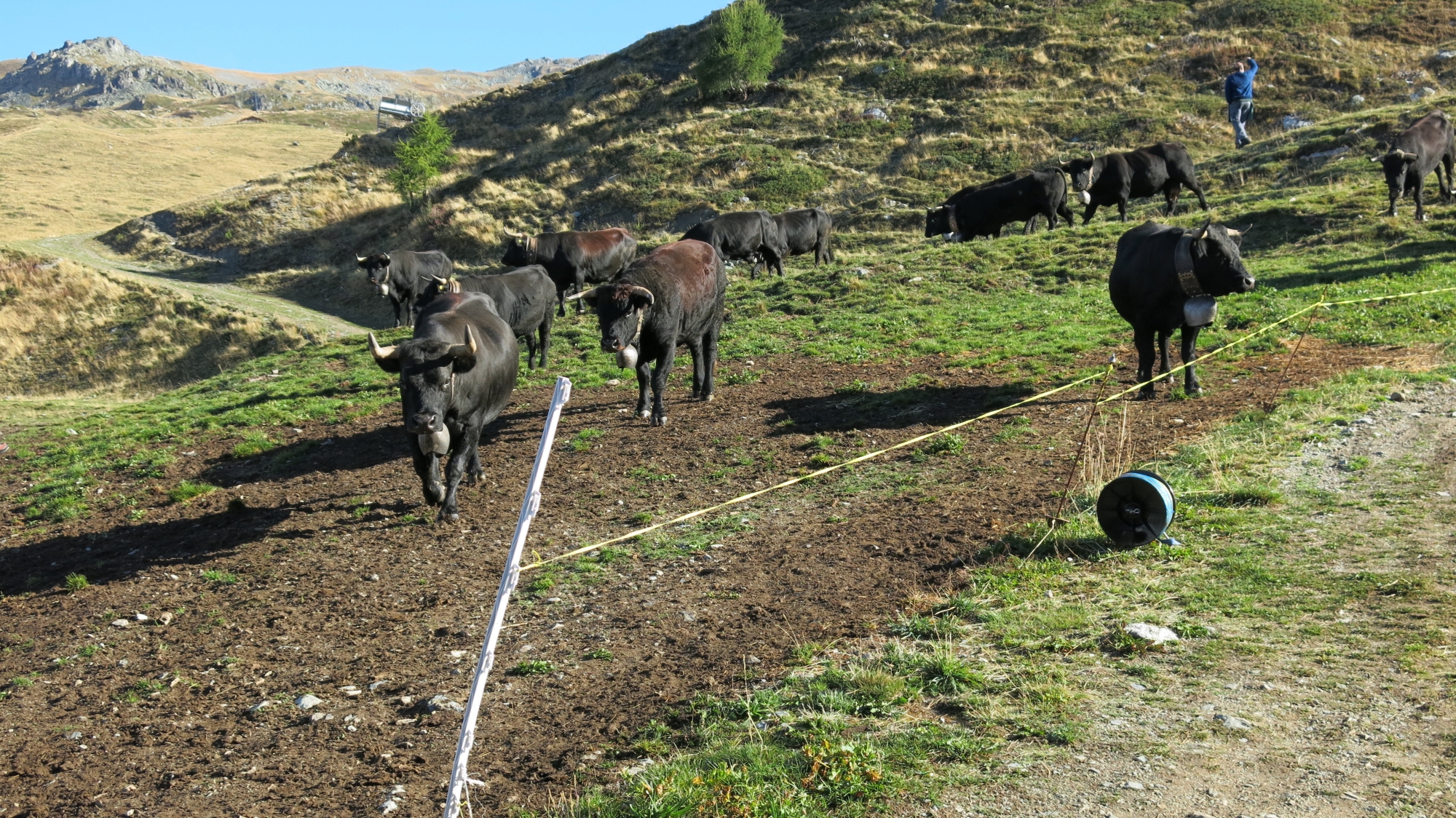 Ce sont majoritairement les bactéries du bétail ou du gibier qui contaminent le réseau d’eau potable. En Valais, 80% de l’eau provient des sources de montagne.