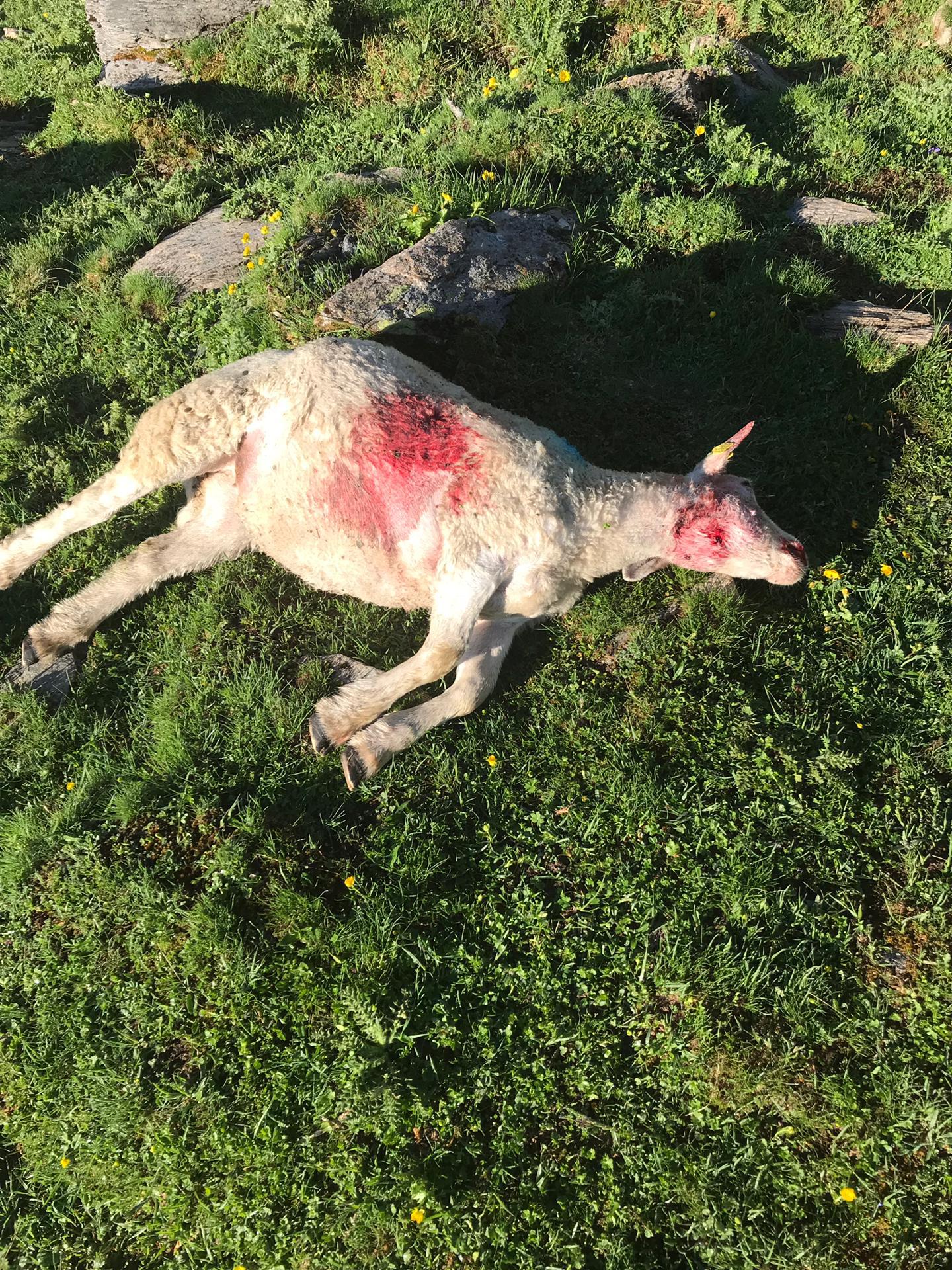 Un mouton a été découvert mort mercredi matin, au sommet de l'alpage de la Lé, au-dessus de Zinal.