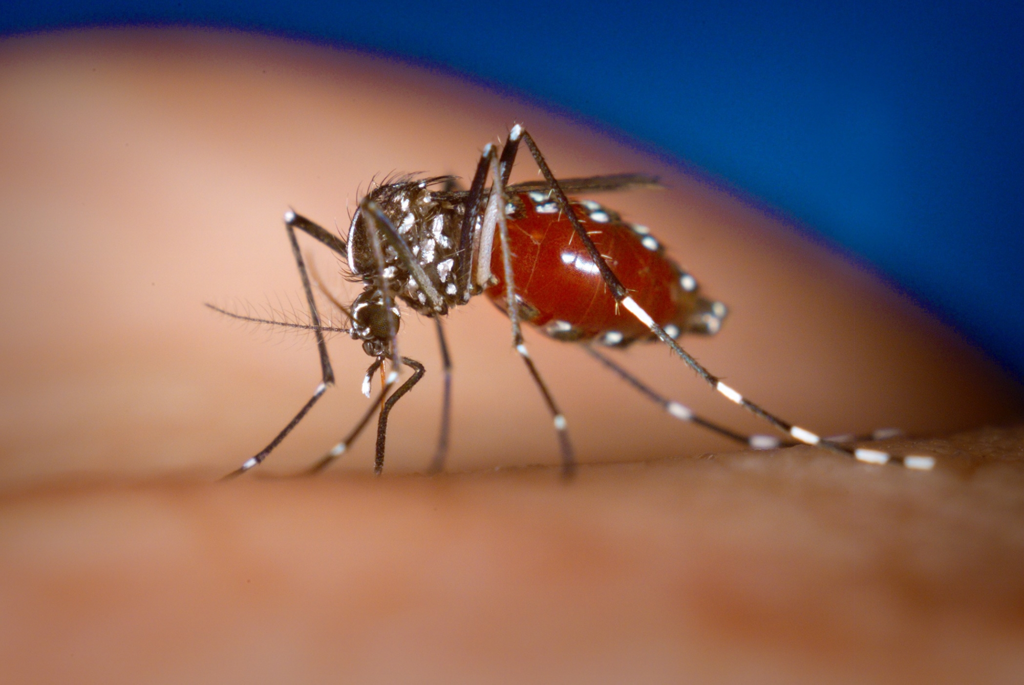 Le moustique tigre (Aedes albopictus) est plus petit qu'un moustique commun et caractérisé par des bandes blanches.