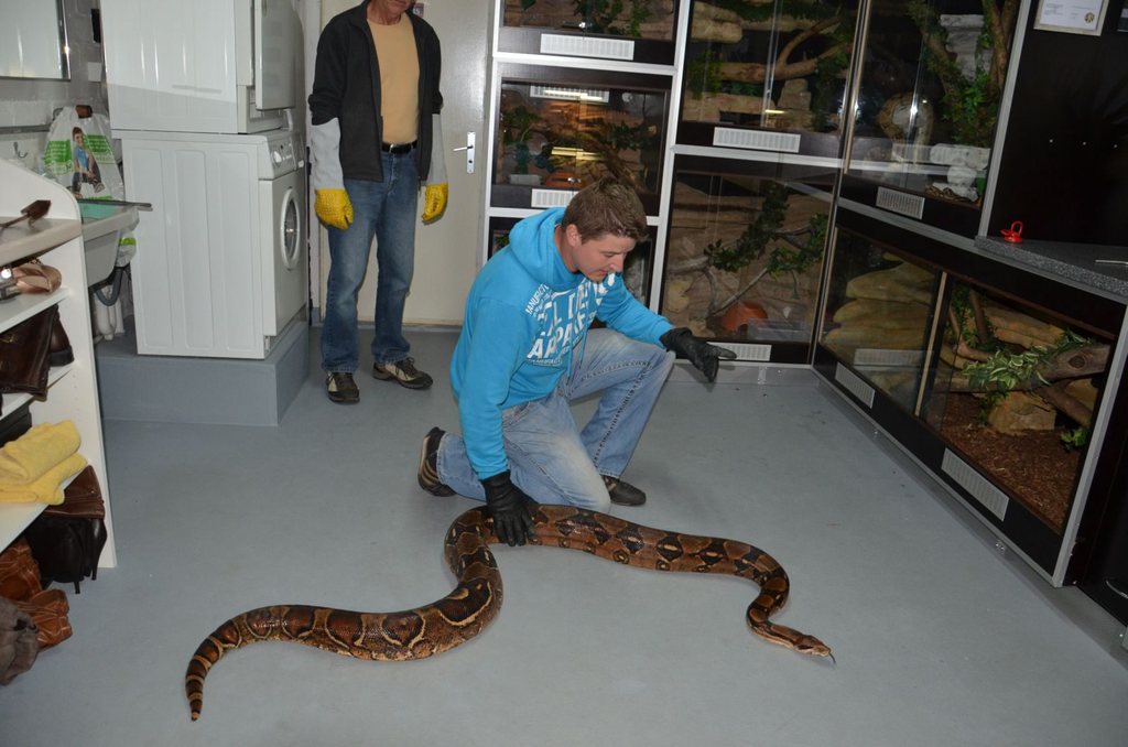 Un boa constrictor de 3,1 mètres pour 22 kilos a été retrouvé dimanche par un promeneur à Allschwil (BL) dimanche.