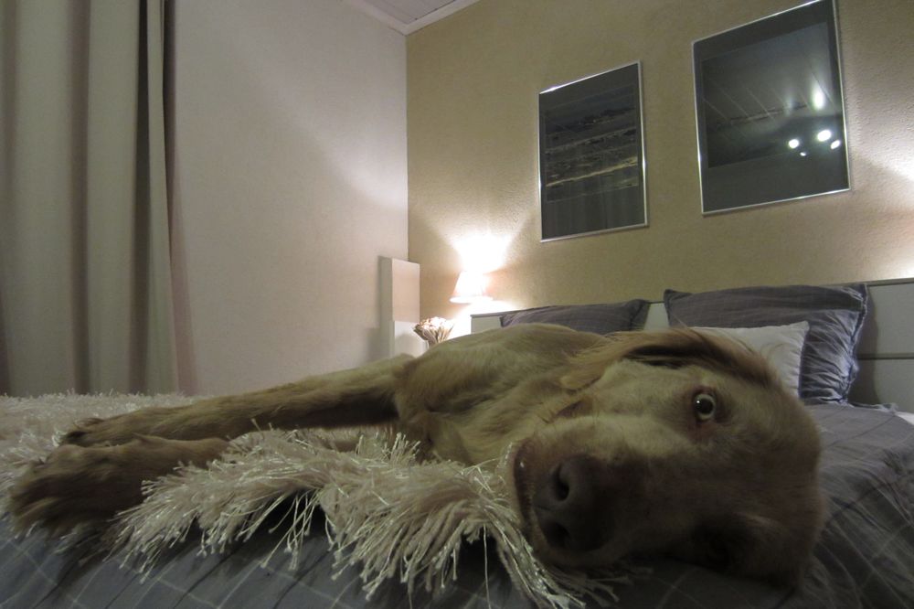 Un chien sur un lit d'hôtel n'est pas sans conséquences pour les clients suivants, en particulier s'ils sont allergiques.
