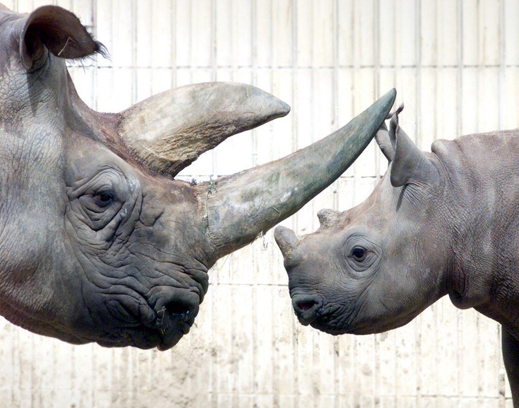 Les cornes de rhinocéros sont prisées. Revendues sous forme de poudre, elles auraient des vertus médicinales contre la fièvre, les migraines, la typhoïde ou la variole.