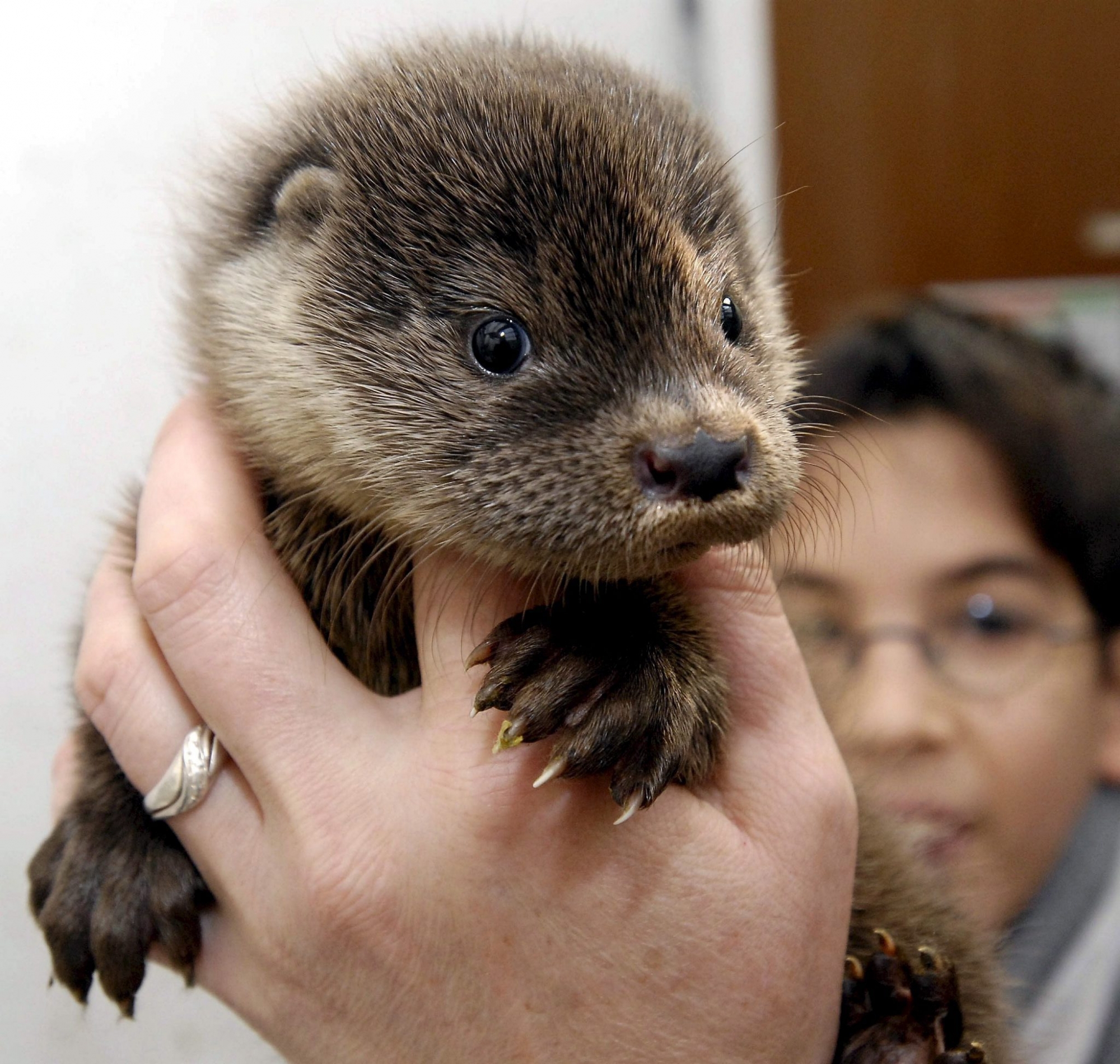 One of the three abandoned otter babies is lifted by its keeper in the Szeged Game Park  in Szeged, 170 kms southeast of Budapest, Hungary, on Saturday, 13 January 2007. The local nature conservation centre will take care the otter babies for a short time and later they will be released back to the nature.  EPA/GYOERGY NEMET HUNGARY OUT HUNGARY OTTER BABY