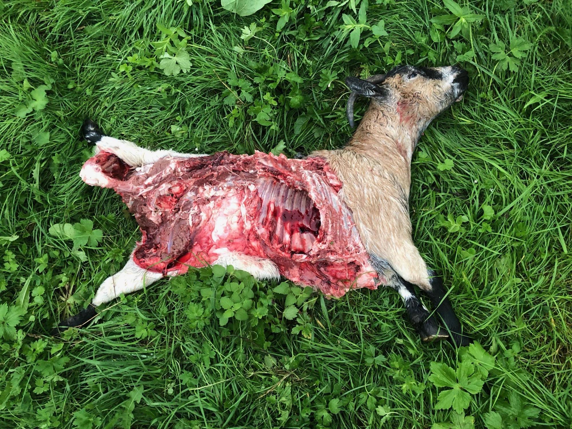 Une des chèvres victimes du loup.