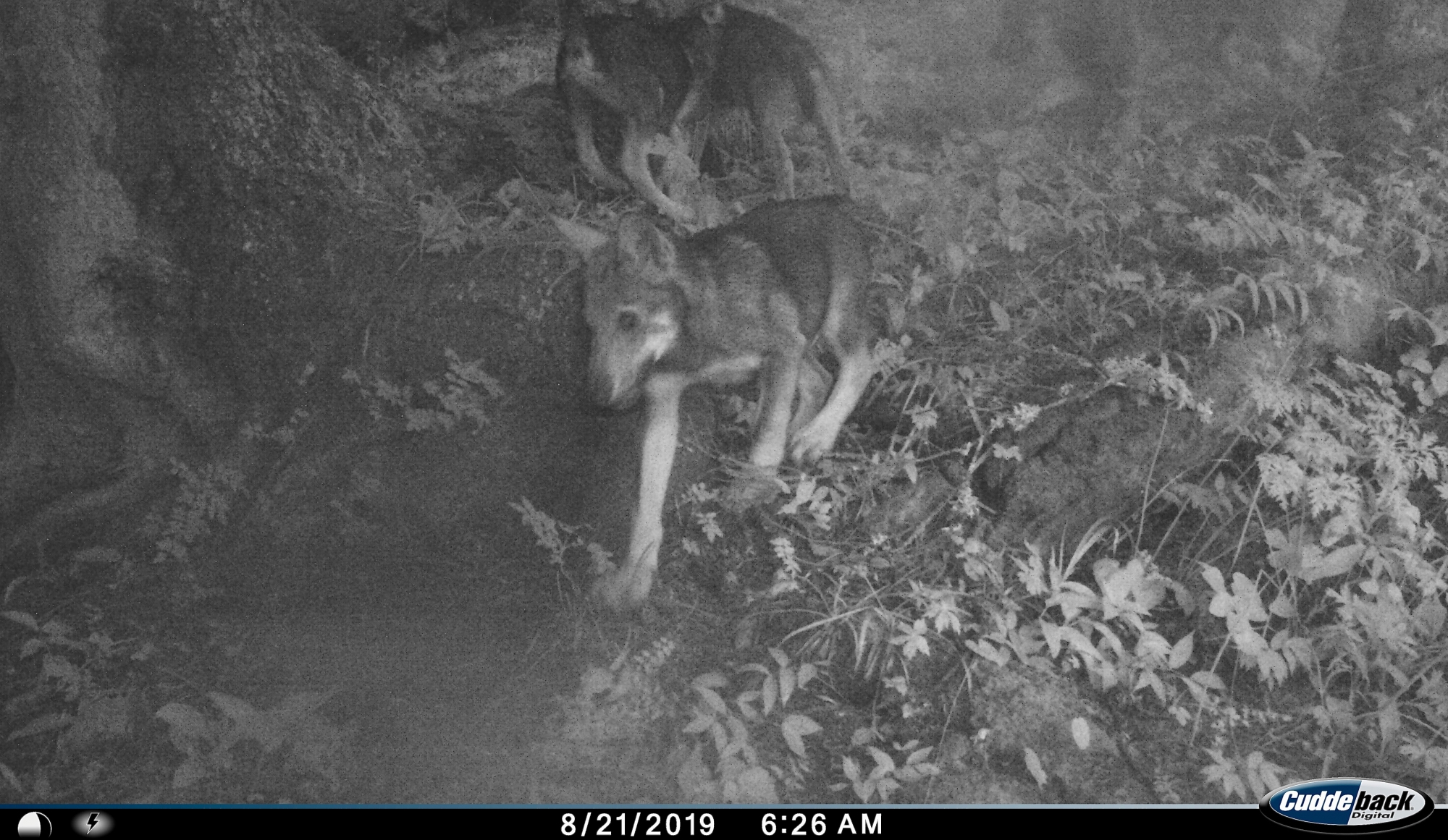 En août, une vidéo confirmait la présence d’une meute de loups avec reproduction dans les vallons des communes de Vionnaz et de Vouvry, dans le Chablais valaisan.