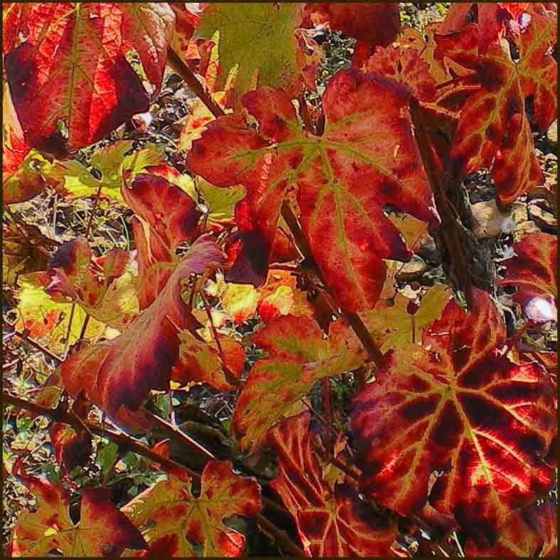 En automne, les feuilles de la Vitis vinifera rougissent, avant de tomber. 