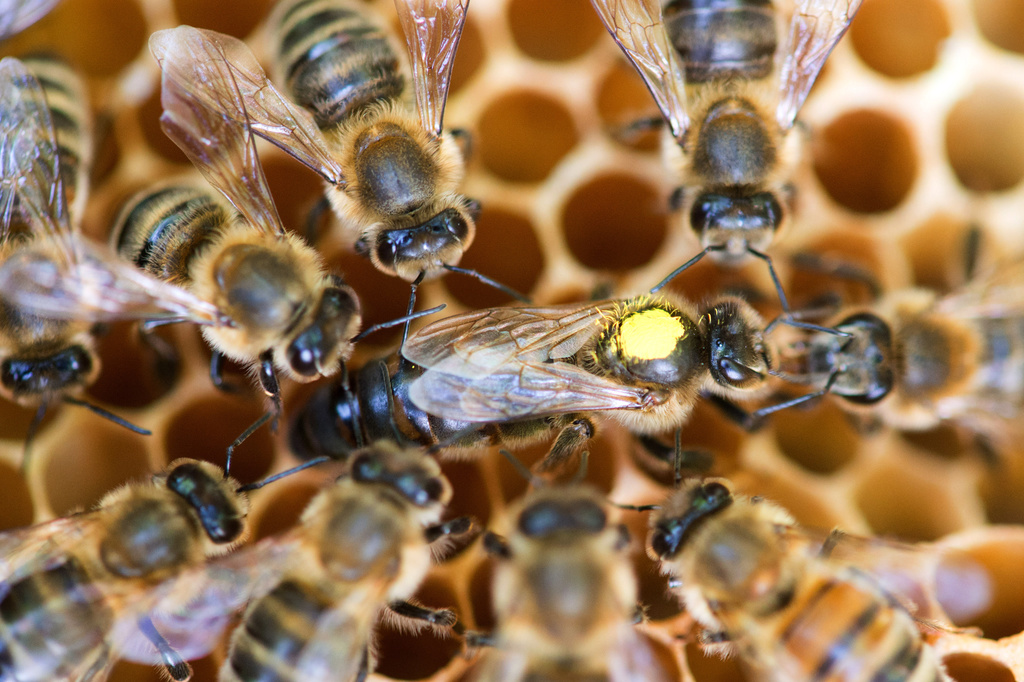 Les abeilles ont été empoisonnées par du Fipronil. (Illustration)